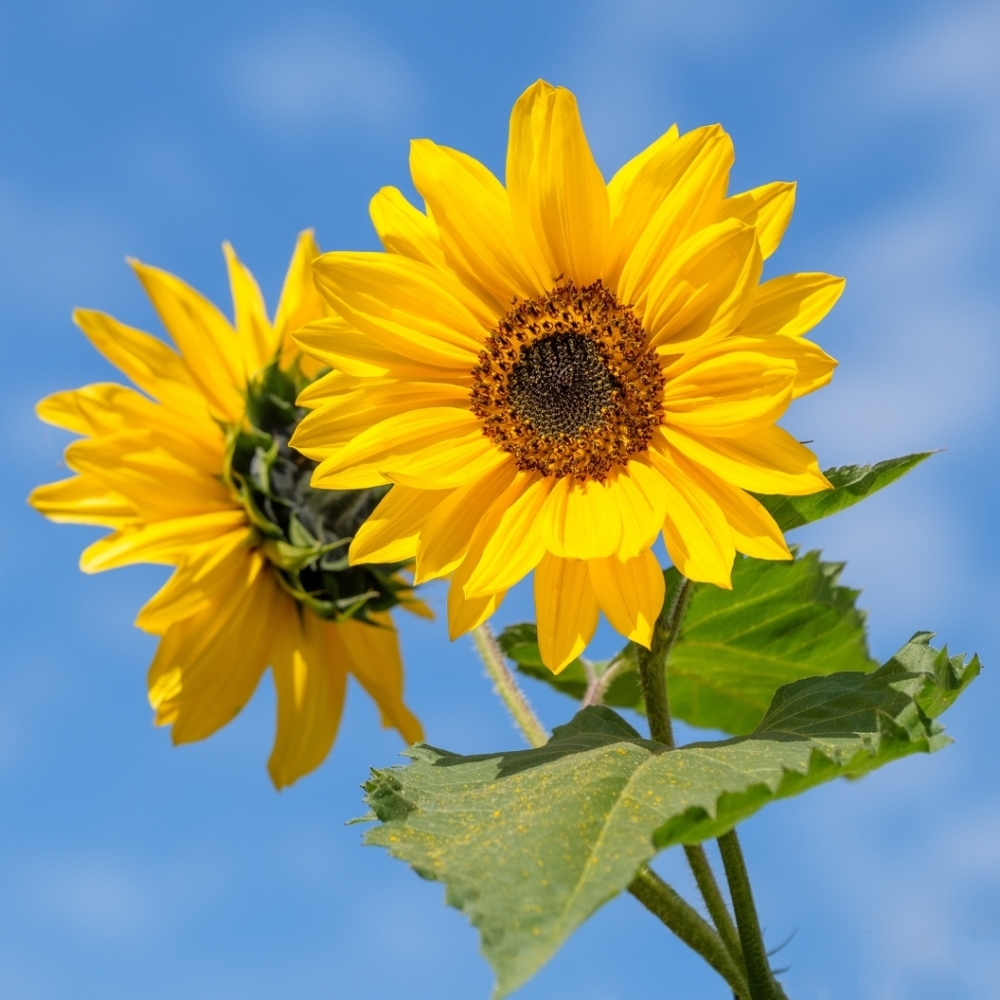 Meet your Posher, Sunflower